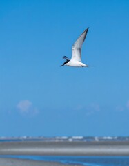 Bird in flight over beach