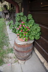 Geraniums in a pot on an old wooden barrel by a wooden house.
