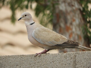 Eurasion Collared-Dove