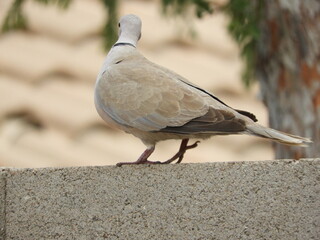 Eurasion Collared-Dove
