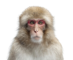 Intense stare from a Japanese macaque monkey, showcasing its unique features and captivating gaze, perfect for wildlife projects or educational campaigns