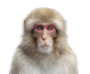 Intense stare from a Japanese macaque monkey, showcasing its unique features and captivating gaze, perfect for wildlife projects or educational campaigns