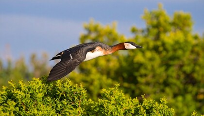 Bird in flight over greenery