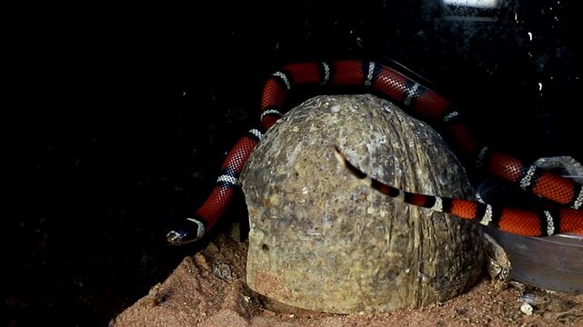 Scaly. A bright snake with red and black stripes in a terrarium.