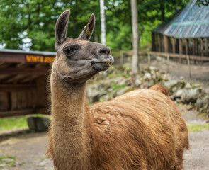 Brown llama standing outside wooden shelter.
