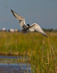 Bird in flight over marsh (1)