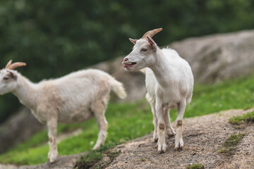 Obraz premium Two white goats walking on rocky hillside.