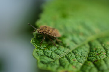 Macro bug on green leaf with blurred background.
