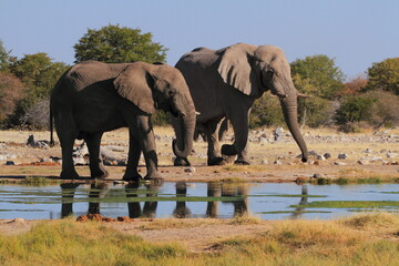 Fototapeta premium Elephants at waterhole in Etosha national park, Namibia