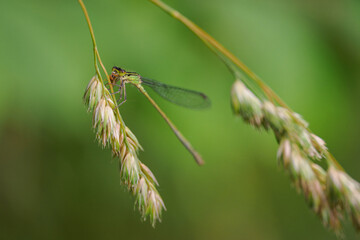 A detail of a Siberian Winter Damselfly on a plant part, eating its prey.
