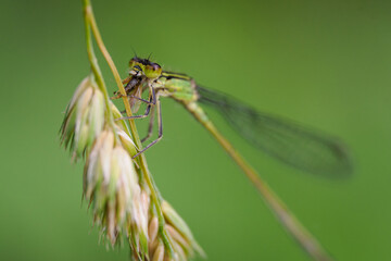 A detail of a Siberian Winter Damselfly on a plant part, eating its prey.
