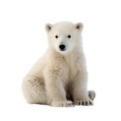 Adorable polar bear cub sitting attentively, capturing the innocence and wonder of arctic wildlife, ideal for conservation awareness campaigns and educational materials