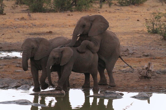 Mating elephants in Etosha, Halali, Namibia