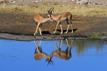 Impalas at waterhole in Etosha, Namibia