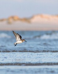 Bird in flight over water and sand dunes