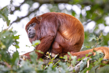 Grumpy Red Howler Monkey sat in a tree