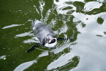Humboldtpinguin schwimmt im Wasser, 
Humboldt Penguin Swimming in Water