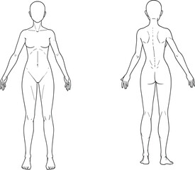 Human Body Line Drawing Front and Back View for Anatomy Study, Medical Illustration, Fashion Design, and Vector Reference Art