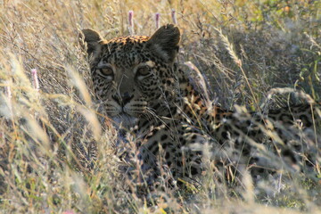 Leopard in Etosha, Namibia