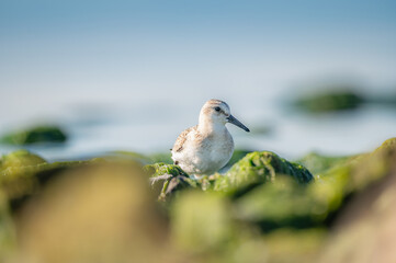 sanderling bird on rocks