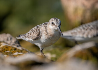 sanderling bird on rocks