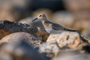 sanderling bird on rocks