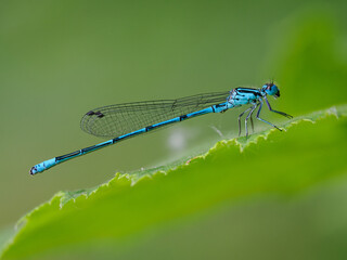 A beautiful damselfly sitting on a green hazel leaf.
