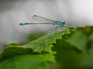 A beautiful damselfly sitting on a green hazel leaf.
