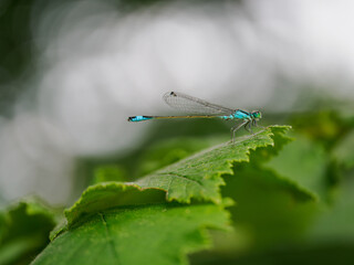 A beautiful damselfly sitting on a green hazel leaf.
