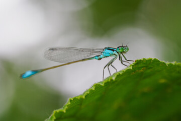 A beautiful damselfly sitting on a green hazel leaf.
