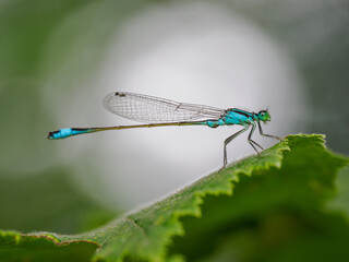A beautiful damselfly sitting on a green hazel leaf.
