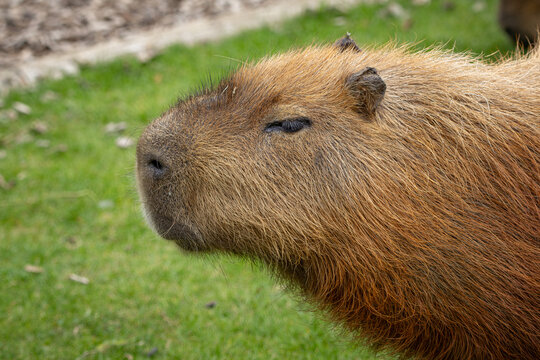Moody looking Capybara close-up - Powered by Adobe