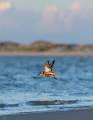 Bird in flight over water