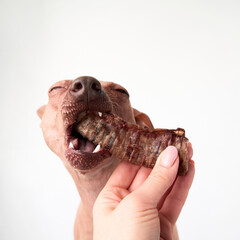 An American Hairless Terrier enjoys a bone, chewing it eagerly. The image captures the dog enthusiasm and the texture of the bone.