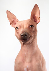 An American Hairless Terrier dog gazes curiously at the camera against a white background.
