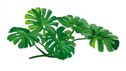 Tropical Monstera Deliciosa Leaves on White Background.
