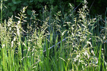 Poa grows in the meadow among wild grasses.