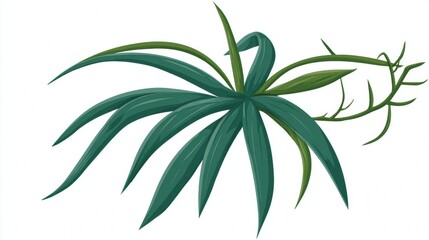 Green Spider Plant with Long Leaves and Offshoots.