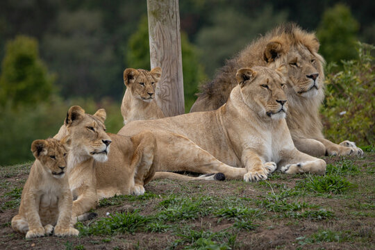 A family of lions at the zoo