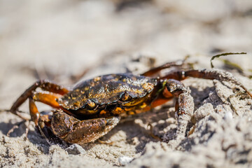 Stillness and strength-this crab embodies the quiet resilience of the shoreline.