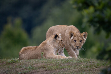 Two Lion cubs looking for trouble