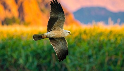 Bird in flight, sunset view