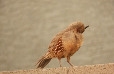 Gambel's Quail