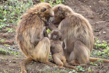Two Gelada Monkeys preening with a baby