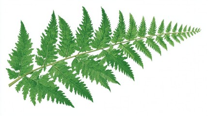 Isolated green fern leaf and forest foliage branch with pine needle details for nature-themed winter holiday decoration