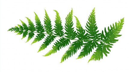 A vibrant green fern leaf is a detailed nature object with forest foliage isolated on a white background, perfect for a summer plant decoration or seasonal evergreen branch display
