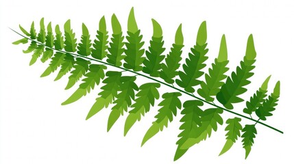 Green fern leaf and plant foliage isolated on white background with a fresh spring branch frond showing natural growth and botanical garden flora pattern