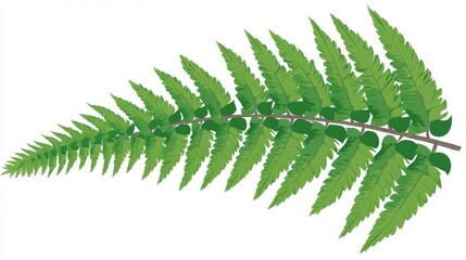 A green fern leaf frond isolated on a white background, featuring botanical foliage and a natural forest pattern with garden plant stems and spring flora