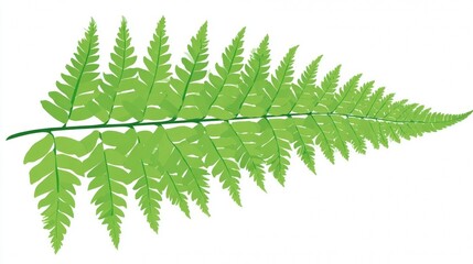 Green fern foliage with lush natural leaves and spring branches isolated on a white background for forest nature plant decoration