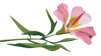 Beautiful pink lily flower with delicate petals and green leaves isolated on a white background for a nature-inspired spring floral blossom